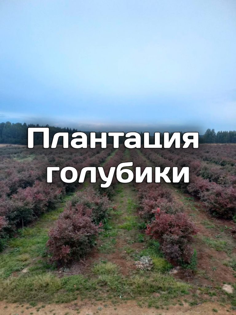 Сельское хозяйство - плантация голубики